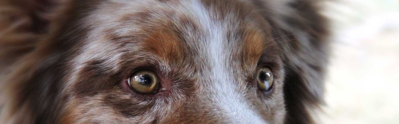 Cours pour chiens, Monthey