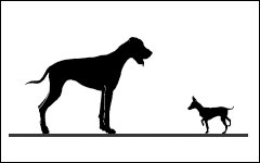 Cours de Comportement pour chiens, cours pour chiens, Monthey, Valais