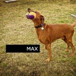 Cours chiens, Cours privés pour chiens, Suisse Romande, Monthey, Valais, Messerknecht Cours chiens, Cours privés pour chiens, Suisse Romande, Monthey, Valais, Messerknecht