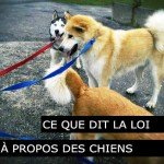 Ce que dit la loi à propos des nouveaux chiens - Messerknecht, Monthey