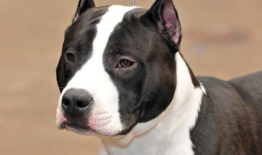 American Staffordshire Terrier