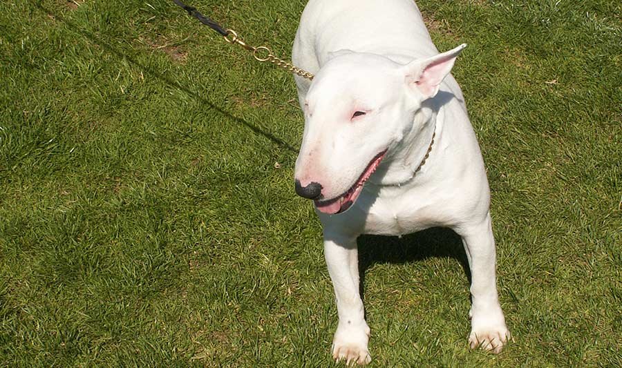 Le Bull Terrier - Chien interdit en Valais