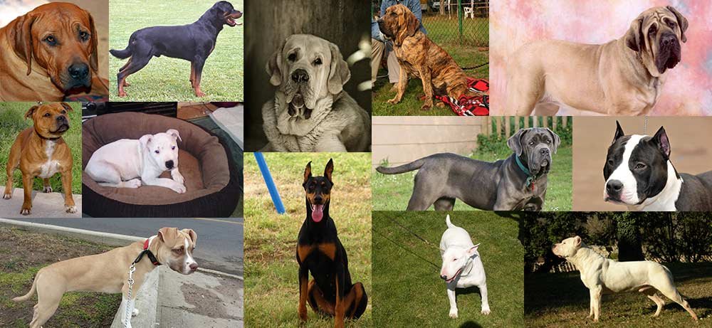 Chiens interdits en Valais