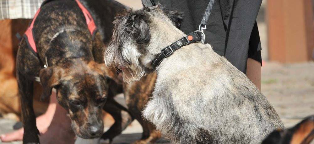 DOMINIQUE KRENZ- 1976 PREMPLOZ - PHOTOGRAPHE CANIBOUM 2015