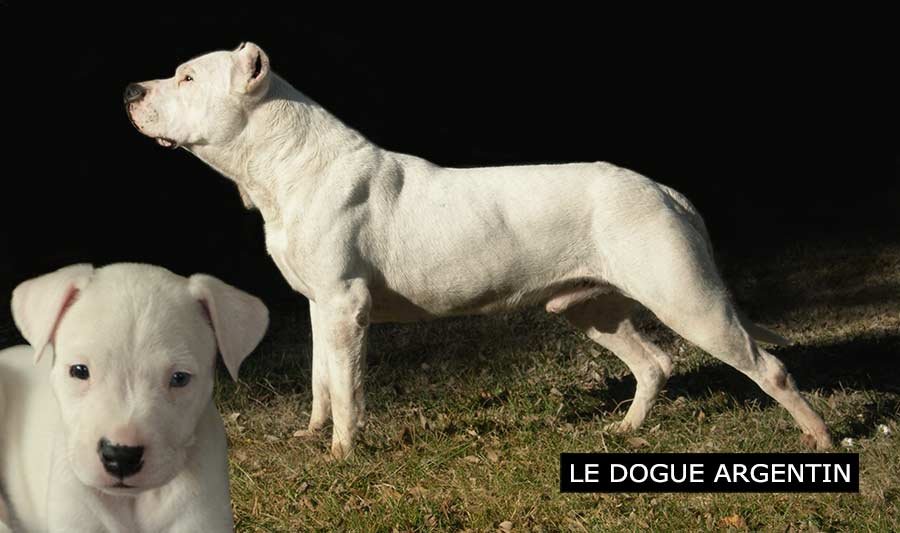 Dogue Argentin, race de chien interdite en Valais Dogue Argentin, chien interdit dans le canton du Valais
