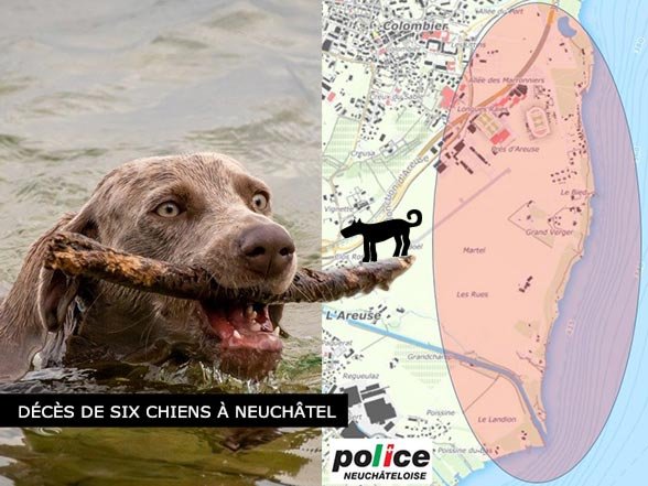 Neuchâtel, mort de 6 chiens