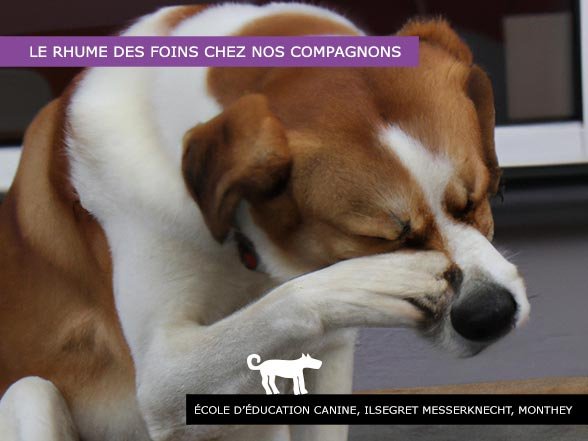 Rhume des foins chez le chien